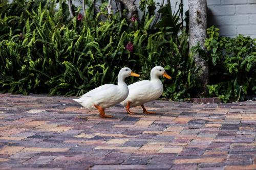 Binatang di rumah percutian atau berdekatan
