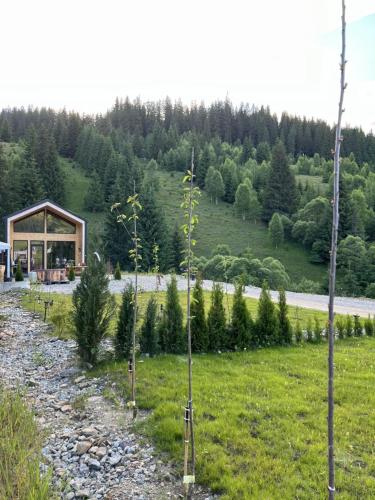 a group of trees in a field with a building at Cucu Zen Cazare Cabane Pensiuni Bucovina in Iacobeni