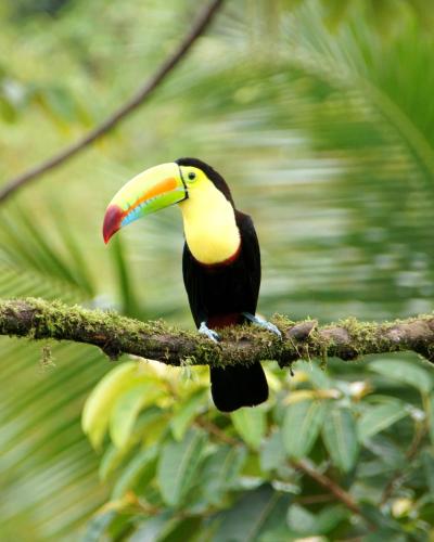 a toucan sitting on a tree branch at Cabañas Cochapunko I Espectacular vista 360 in Ayampe