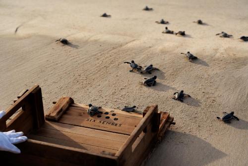 a group of birds sitting on a sandy beach at Six Senses Con Dao - Turtle Island Paradise in Con Dao
