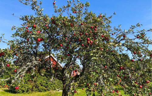 an apple tree with red apples on it at 2 Bedroom Cozy Home In Skruv in Skruv