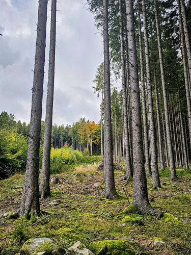 a row of trees in a forest with grass at Penzion Poslední míle in Milovy