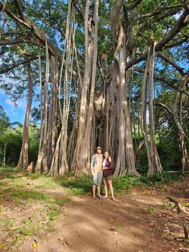 Tetamu yang menginap di Glimra eco lodge