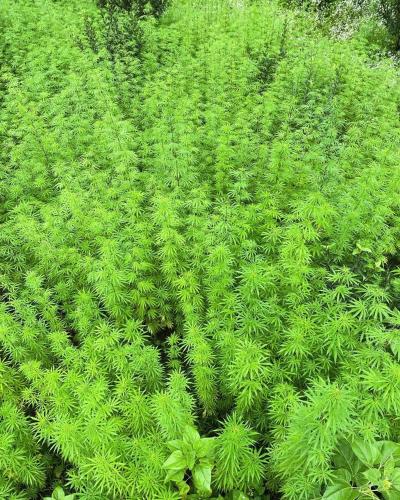 a bunch of green plants in a field at Trippy Homestay in Kasol