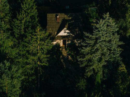 a house in the middle of a forest of trees at Przystanek Zielnik in Łosie