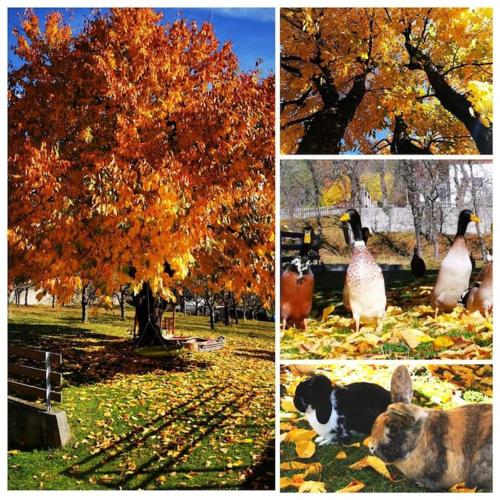 four different pictures of a tree with a duck and a dog at Urlaub am Bauernhof in Karrösten
