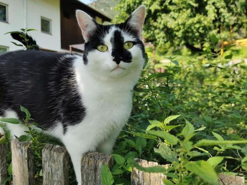 a black and white cat sitting on a wooden fence at Urlaub am Bauernhof in Karrösten