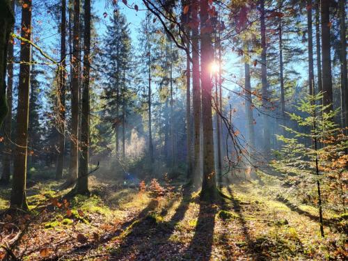 a forest with the sun shining through the trees at La Vieille Forge B&B in Houffalize