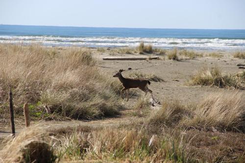 a gazelle running on a beach near the ocean at Quinault Beach Resort & Casino in Ocean Shores