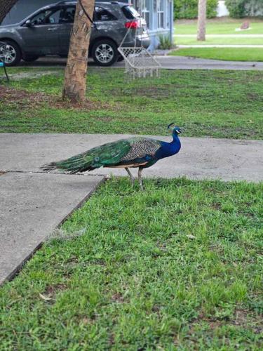 a peacock standing on the grass in a park at Nature Coast Getaway #1 - Cozy 2 Bedroom in Homosassa