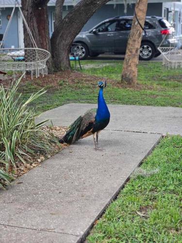 a peacock walking on a sidewalk in a park at Nature Coast Getaway #1 - Cozy 2 Bedroom in Homosassa