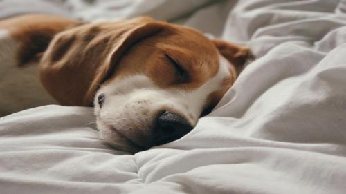 a brown and white dog sleeping on a bed at Holiday Inn Santo Domingo by IHG in Santo Domingo