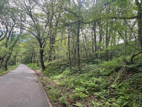eine Straße mitten in einem Wald mit Bäumen in der Unterkunft El rincón del Rosal 15B08 in Tresgrandas