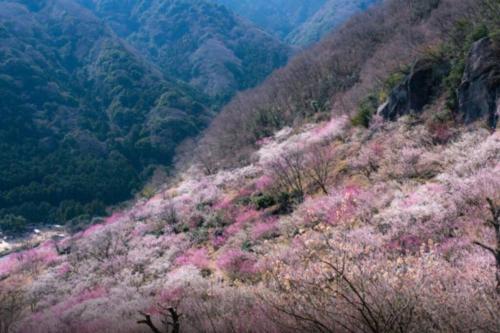 a hillside with pink flowers on a mountain at 湯河原 Hama no ie in Yugawara