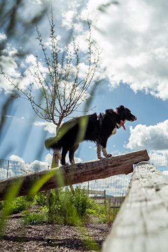 a dog standing on top of a wooden fence at Schwarzer Adler in Siusi