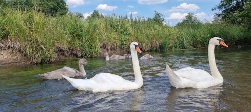 Dom w Zwierzyńcu nad wodą