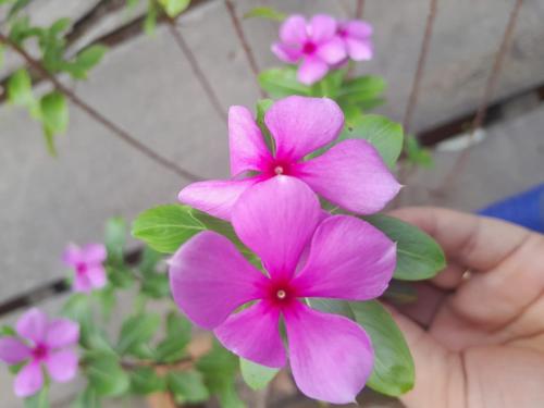a person holding a pink flower in their hand at Happy Family Guesthouse in Vĩnh Long