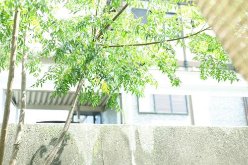 a tree in front of a wall with a building at 犬山1棟貸切り-guest house SAKURA in Inuyama