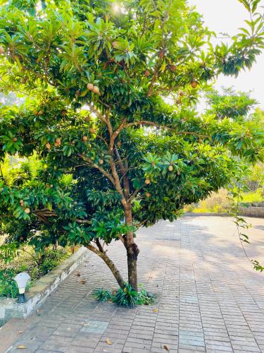 a small tree with oranges on it on a sidewalk at Entire Private Luxury Resort in Wayanad - Cinnamon Villa Wayanad in Panamaram
