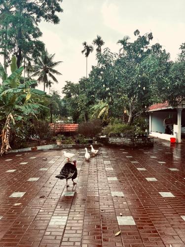 a group of birds walking on a brick sidewalk at Entire Private Luxury Resort in Wayanad - Cinnamon Villa Wayanad in Panamaram