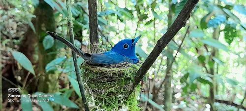 a blue bird sitting in a nest in a tree at Sinharaja Vini Villa in Deniyaya