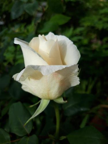 a close up of a white rose flower at Casa vacanze Ester in Polverara