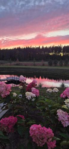 a sunset over a pond with pink and white flowers at Sodyba Azagis in Vilkanastrai