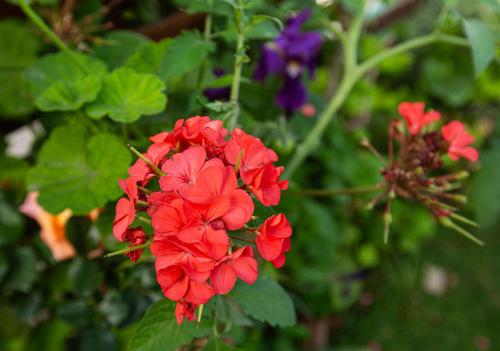 a bunch of red flowers on a plant at Umi del sur in Mar del Plata