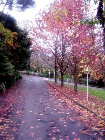 a tree lined road with leaves on the ground at Wallaceville Motor Lodge in Upper Hutt