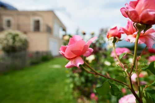 a group of pink flowers in a yard at Weingut Stuck in Appiano sulla Strada del Vino
