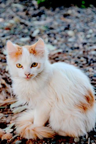 a white and orange cat sitting on the ground at Ngayan Camp in Marrakech