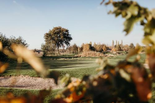 a blurry picture of a field with a tree at Parcpod Kapèlkeshof in Grashoek