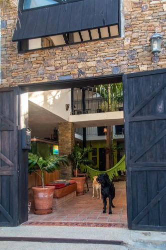 a dog standing in the doorway of a building at Playa El YAQUE Posada Yaque Sol, Isla de Margarita in El Yaque