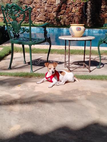 a dog laying on the ground next to a bench at Playa El YAQUE Posada Yaque Sol, Isla de Margarita in El Yaque