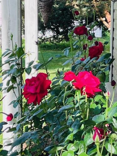 a group of red roses in a garden at Altja Villa-Cottage with sauna in Altja