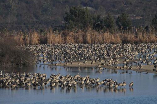 a large flock of birds standing in the water at Gite les armayans in Arjuzanx
