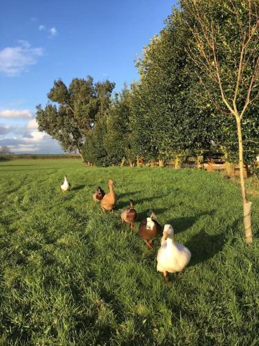 a group of ducks sitting in the grass at Shepherds Haven in Draycott in the Moors