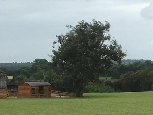 a tree in a field next to a wooden building at Shepherds Haven in Draycott in the Moors