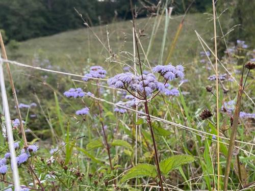 a field filled with purple flowers in a field at Sleeps 5-6 Near RRG-Hot Tub-Nice Sunrise-Quiet in Beattyville
