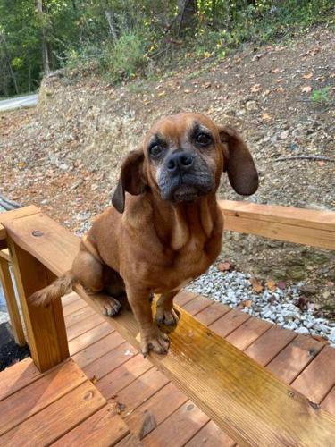 a small brown dog sitting on a wooden bench at Sleeps 5-6 Near RRG-Hot Tub-Nice Sunrise-Quiet in Beattyville