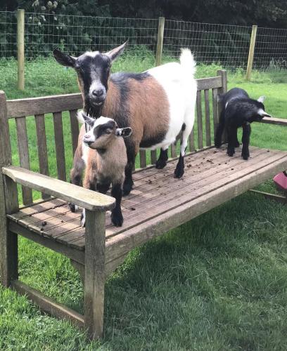 a group of goats standing on a wooden bench at Foxgloves in Brompton Regis