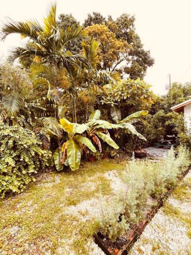 a garden with palm trees and plants on the ground at Bienvenidos a la Pequeña Selva de Legnalife in Homestead