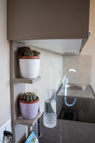 a kitchen with two potted plants on shelves at Freedom in SantʼAntonio Abate