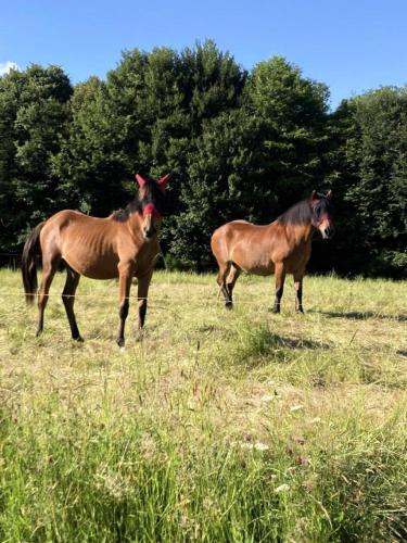 two horses standing in a field of grass at Gîte de France Le rouzeyrol 3 épis - Gîte de France 12 personnes MAE-9674 in Charbonniers