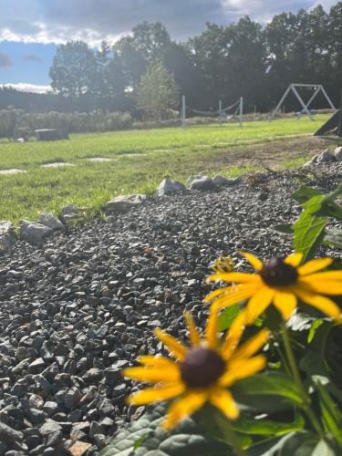 two yellow flowers sitting on a rocky ground at Holiday Hill Karpnki, Sauna, Domek Hygge-balia, Domek Lagom-jacuzzi in Karpniki