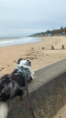 un cane bianco e nero al guinzaglio sulla spiaggia di Beach Walk Cottage a Walton-on-the-Naze