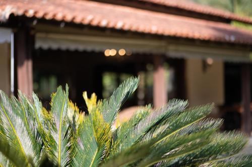 a close up of a palm tree in front of a building at Recanto dos Vianas in Teresópolis