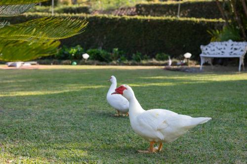 two white ducks standing on the grass in a park at Recanto dos Vianas in Teresópolis