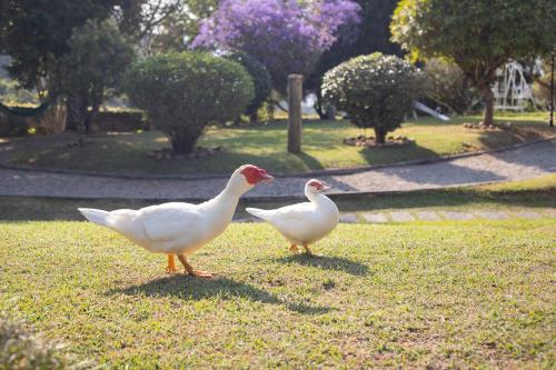 two ducks standing on the grass in a park at Recanto dos Vianas in Teresópolis