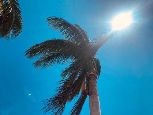 a palm tree with the sun in the sky at Villa Baobá Pousada & Spa in Búzios